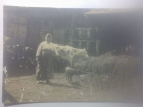 Lieu � identifier Photo de fermi�re vache veau 0 N�rac (47)