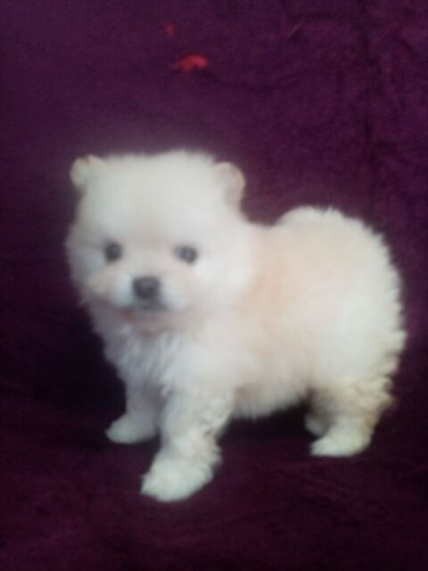Spitz nain 7 mois 1 dilu&eacute; 1 cuivr&eacute; 1 blanc 800 66000 Perpignan