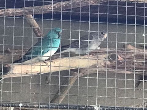 couple Perruches croupions rouge bleu australien 90 85470 Brem-sur-mer