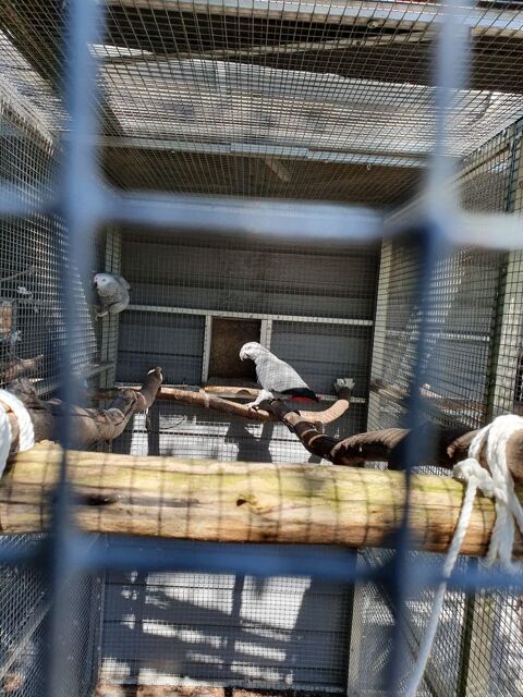 Cède couple de gris du Gabon , 1500 57800 Cocheren