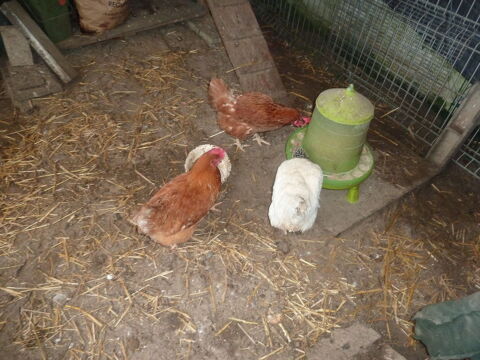 POULES PONDEUSES 10 68390 Sausheim