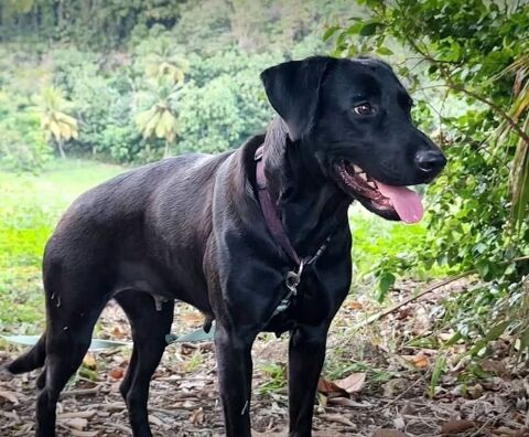 ✨️ TAORMINE ✨️ 290 76000 Rouen