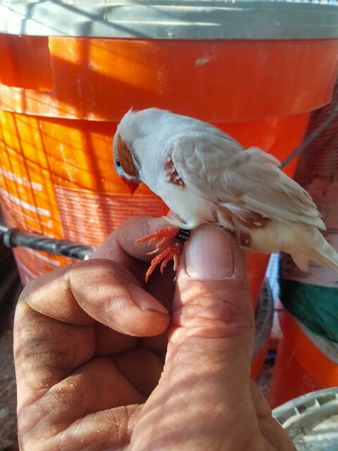 Salut a céder des mandarins de 24 et 25 en couples ou séparé 20 83120 Sainte-maxime