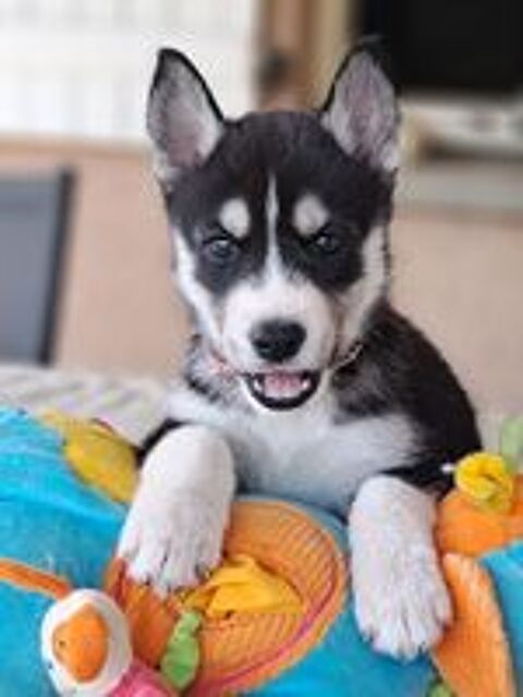   Chiots type husky sibérien 