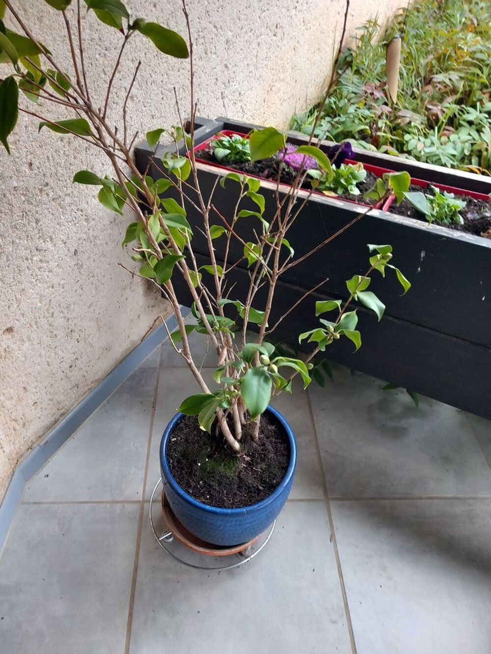 Plantes d'int&eacute;rieur Décoration