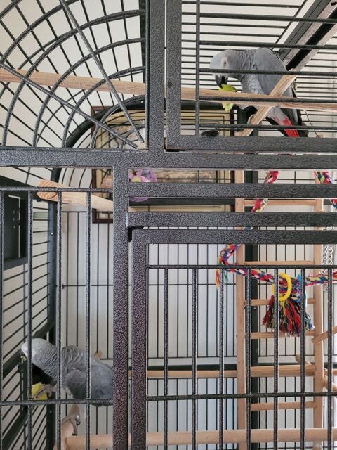  grande cage perroquet 1 83600 Fr�jus