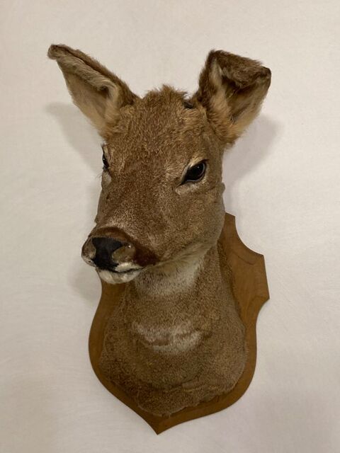 Troph�e de chasse 70 Reims (51)