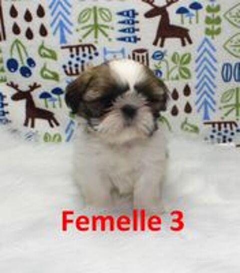   Chiots SHIH TZU LOF 