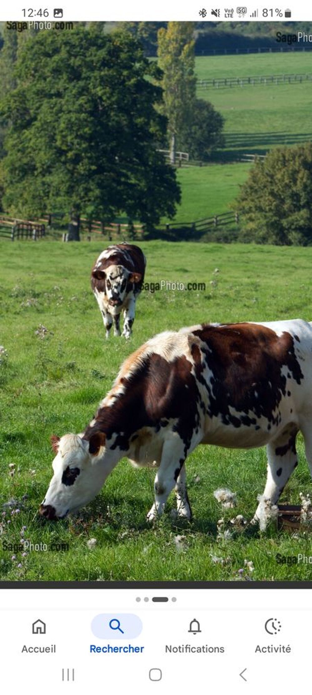   PENSIONS BOVINES 
