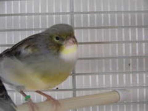   canari 