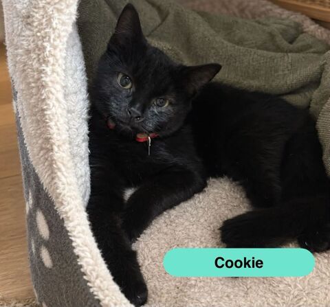 Cookie, chaton noir &agrave; adopter 160 18500 Allouis