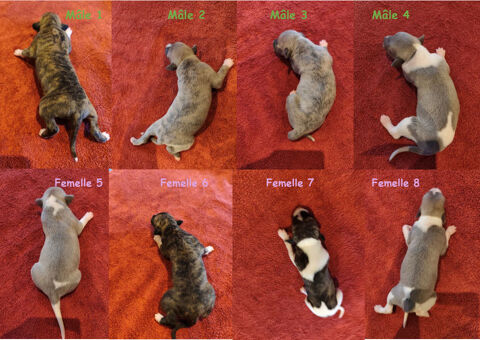 BB Whippets LOF 800 18130 Dun-sur-auron