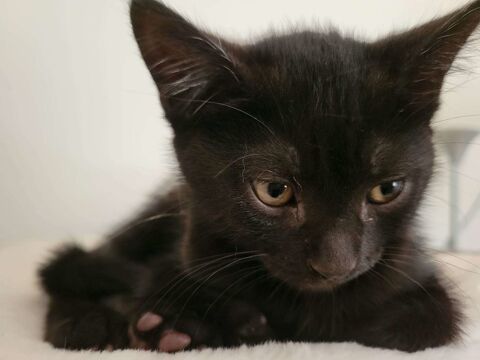 Adorable chaton noir &agrave; l'adoption 0 46150 Labastide-du-vert