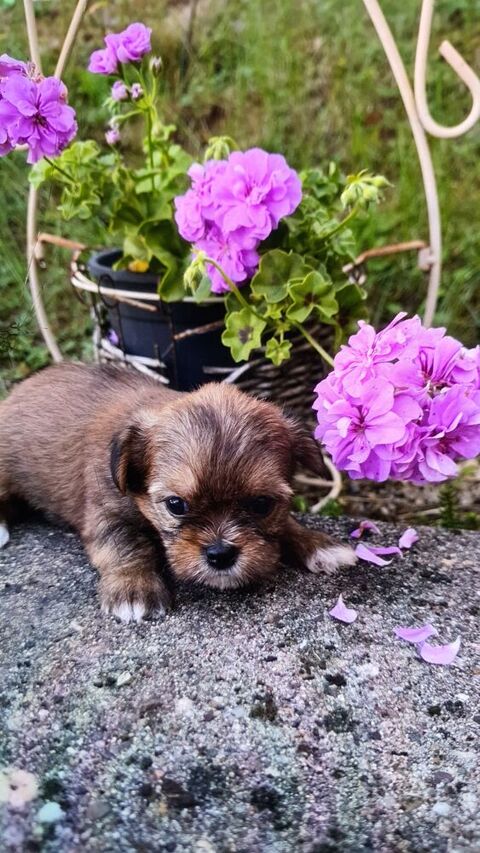 Yorkshire crois&eacute;s shih tzu 900 70110 Villersexel