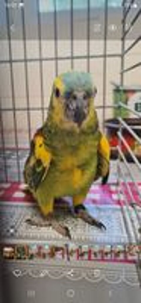   Amazone a Front bleu
