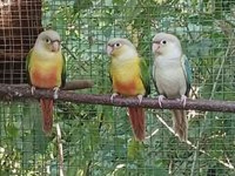   Conures annanas et turquoises  