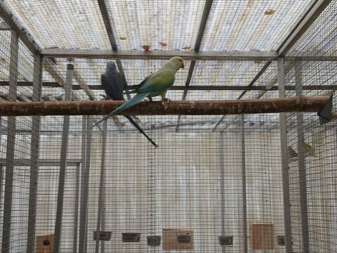 Oiseaux collier d Asie 350 24800 Thiviers