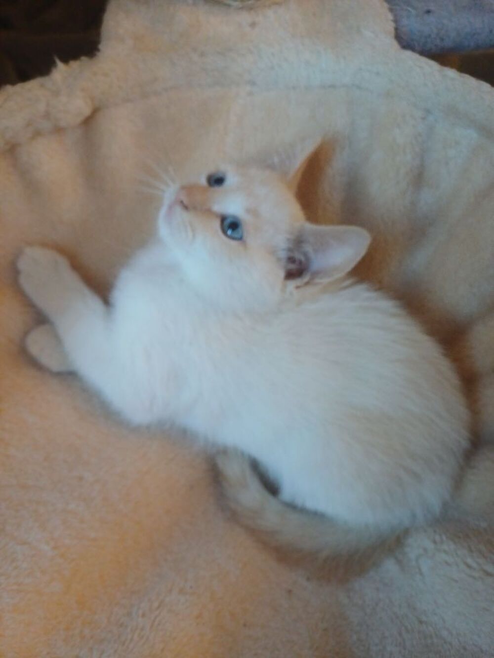   Bbs chaton mâle sacrée de Birmanie croisés siamois  