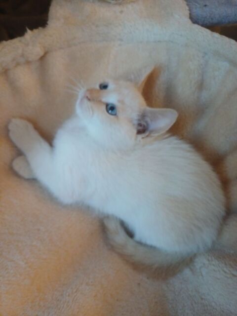 Bbs chaton m&acirc;le sacr&eacute;e de Birmanie crois&eacute;s siamois 450 03500 Bransat