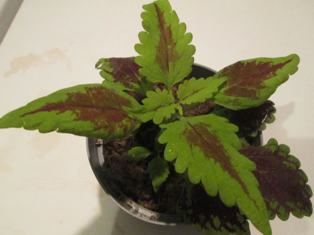 boutures de Coleus
Jardin