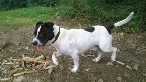 PiRATE, staffie, 10 ans SAUVETAGE 15 kilos 0 81200 Mazamet