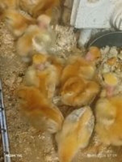   Poussins pondeuses . 
