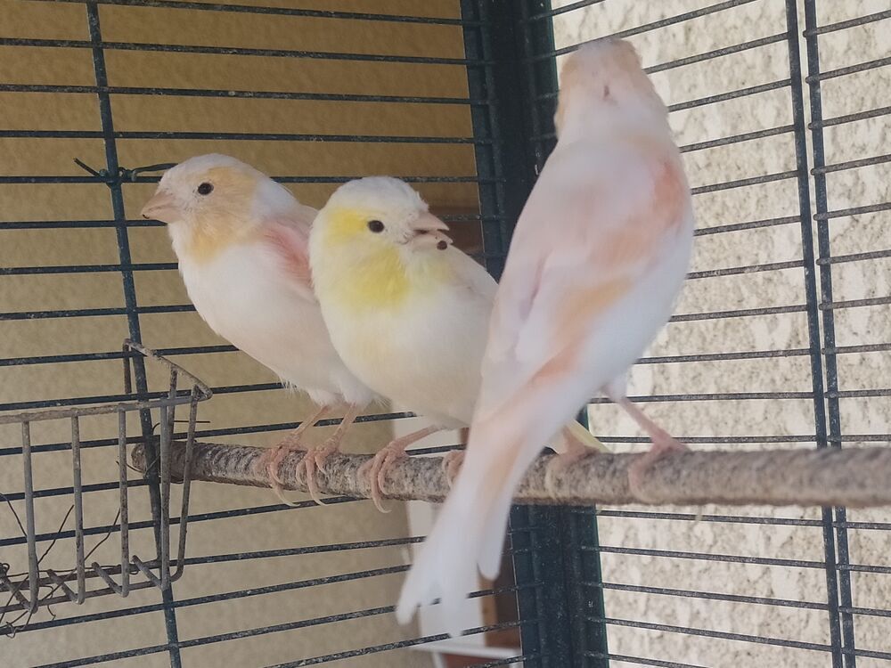   Canaris 