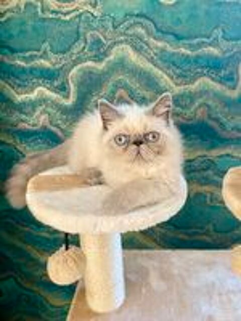  Chatons Exotic Shorthair LOOF santé et câlins garanties 