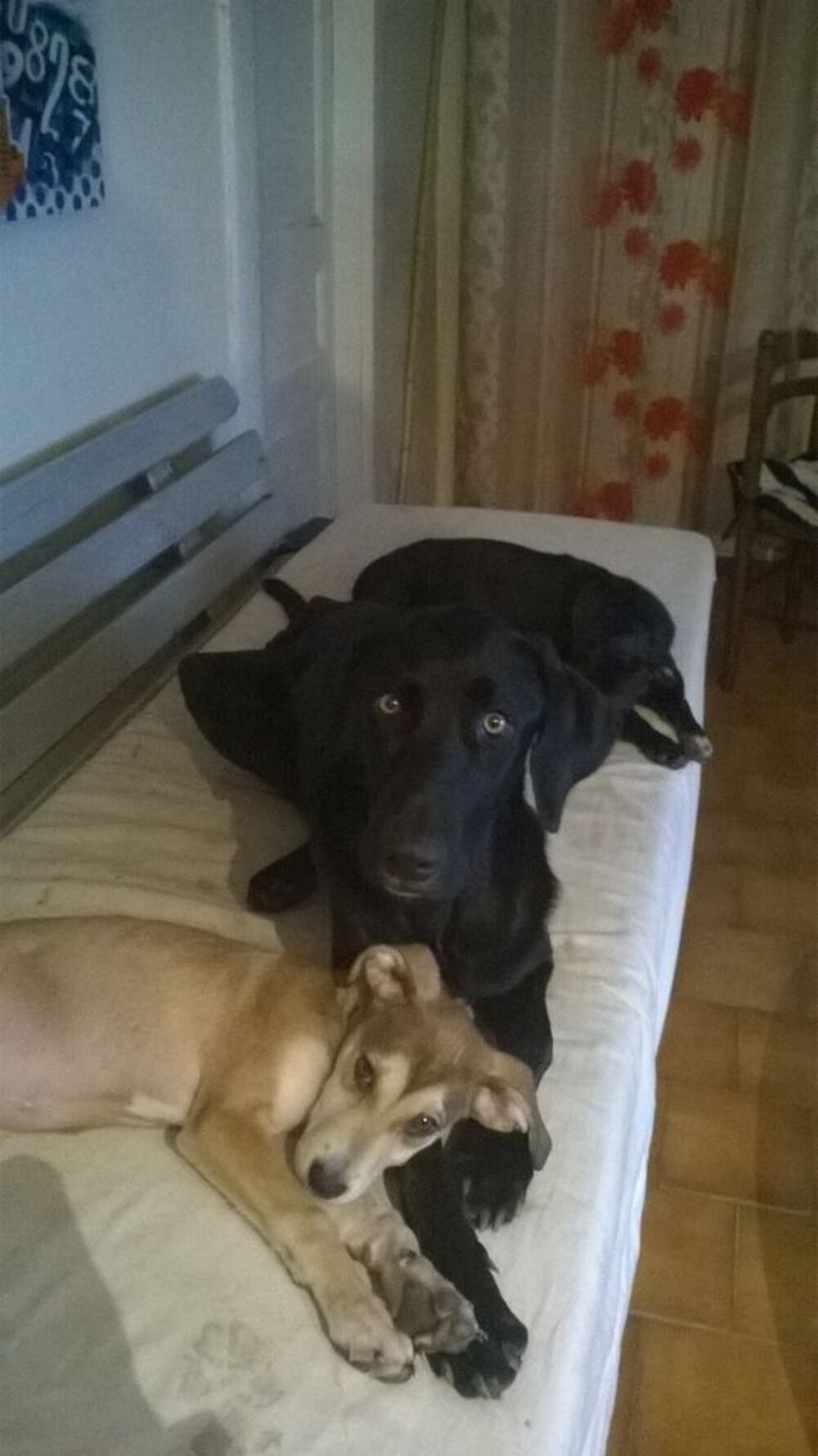   Famille d'accueil  pour chien  
