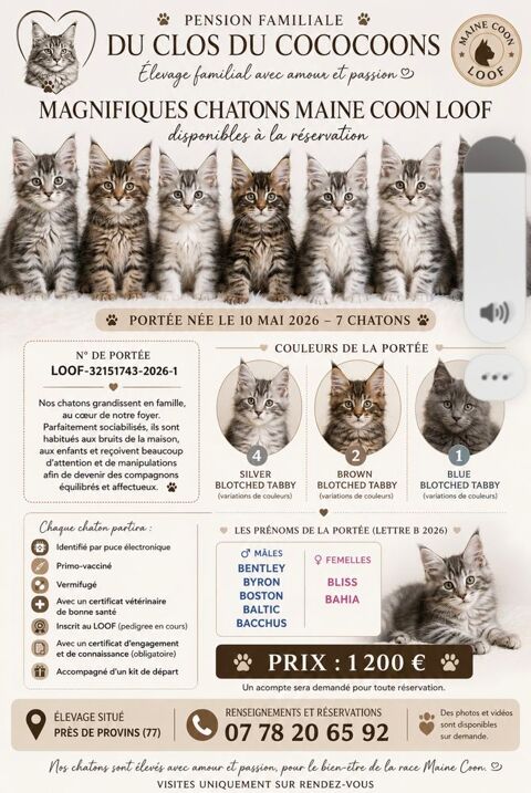 bebe maine coon loof 1200 77650 Jutigny