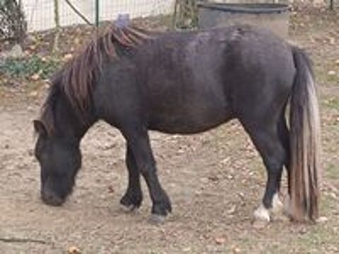   jeune poney type Shetland 