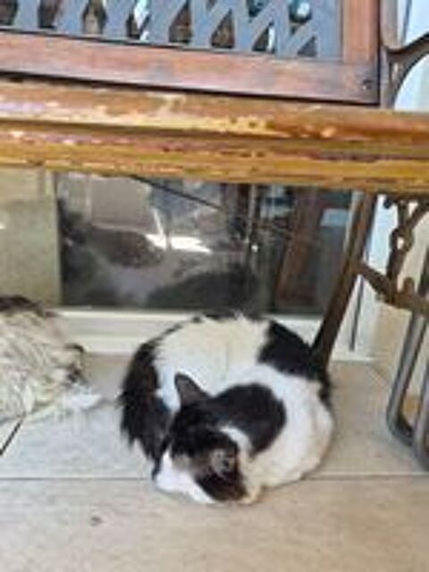   Chat Européen  