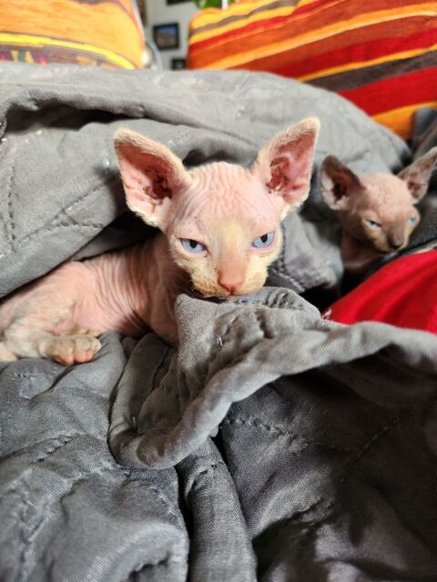 Chatons sphynx 
1000 51230 Fre-champenoise