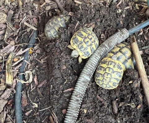 Tortues 30 13880 Velaux