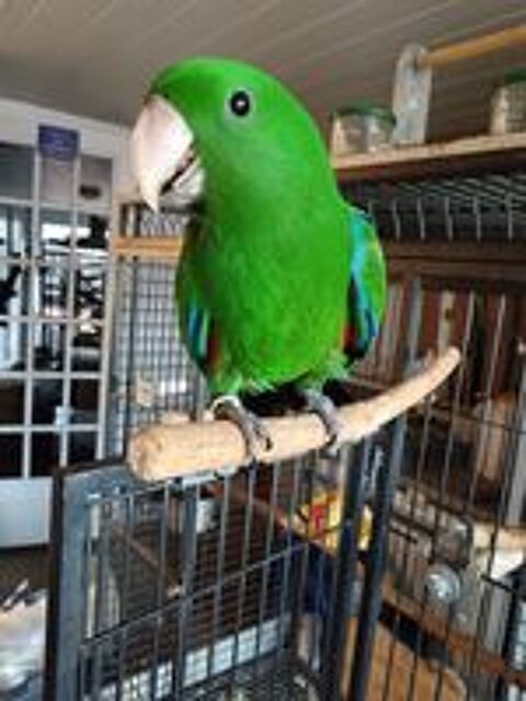   Eclectus élevé à  la main 