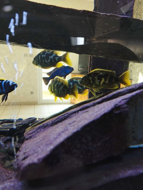poisson ciclides Malawi 0 Saint-Rambert-d'Albon (26)