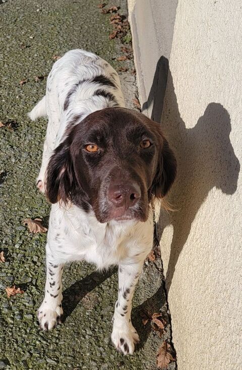 Chiots munsterlander 550 44130 Le gvre