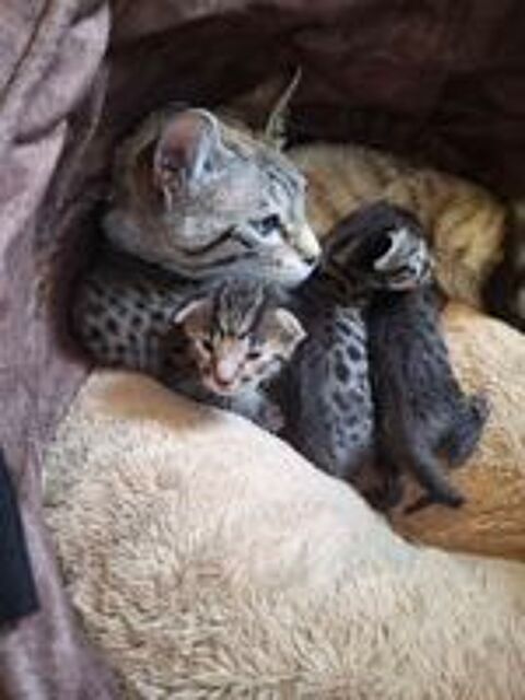   Magnifiques chatons savannah LOOF 