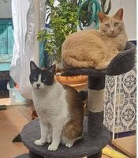  LUCA, BOMBON et IRIS 