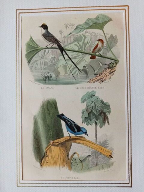 GRAVURES ORIGINALES DE BUFFON    LES OISEAUX    1830 50 Montigny-l�s-Metz (57)