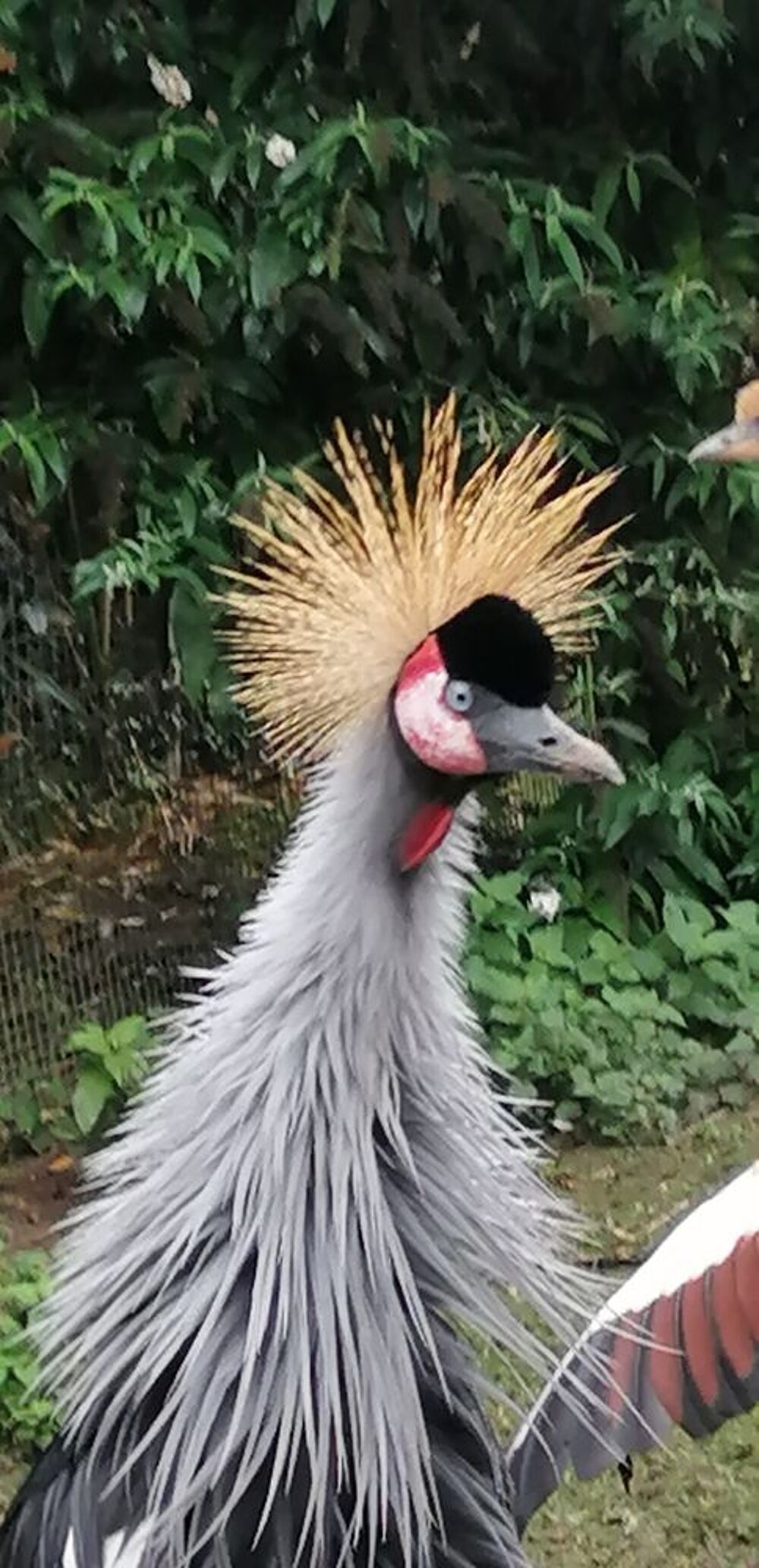   GRUE COURONNÈE  