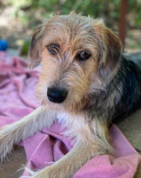   A L'ADOPTION ROMEO 