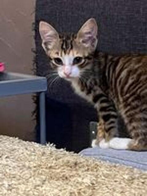   Chat THELMA à l adoption 