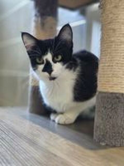   Clairette jeune chatte tres sympa cherche adoptants 