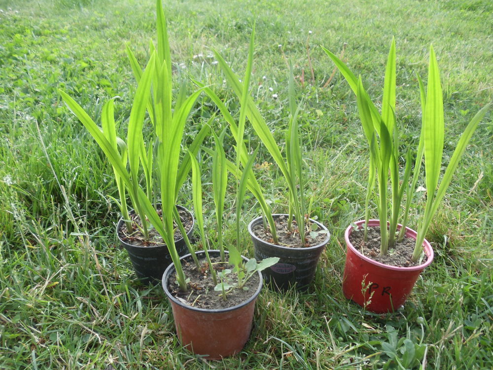 Montbretia orange
Jardin