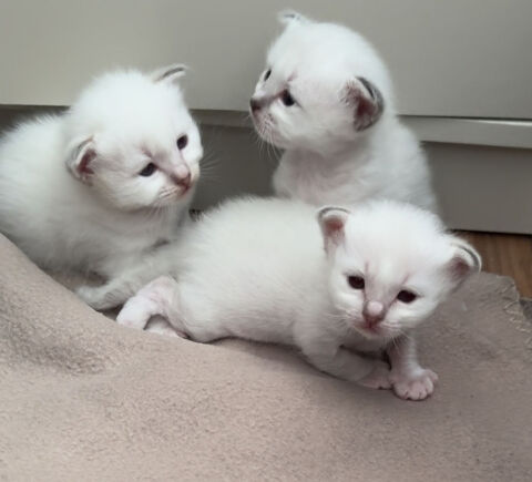 Chaton Sacré de Birmanie 1250 78280 Guyancourt