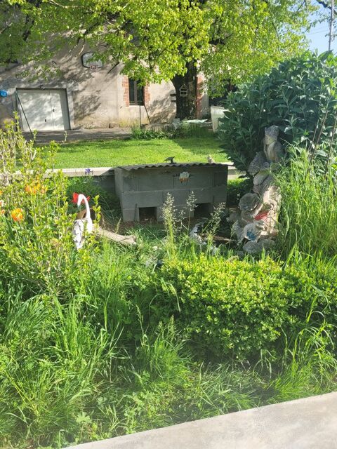 Recherche tortue terrestre Herman  femelle. 1 81340 Cadix
