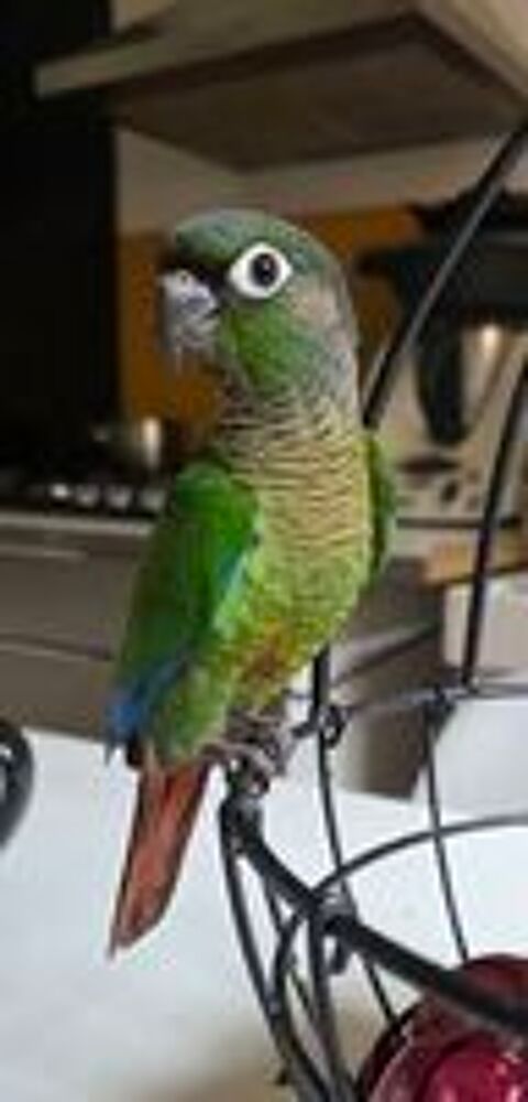   3 bébés conures  
