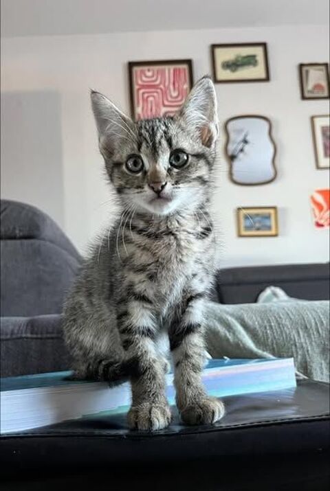 Chat BENGAl &agrave; l adoption 140 30290 Laudun-l'ardoise