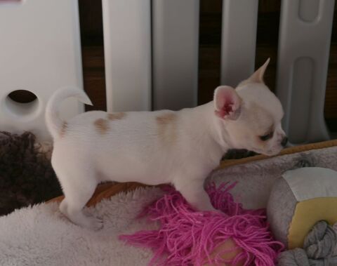 CHIOTS MALES CHIHUAHUAS POIL COURT 1250 71520 Montmelard
